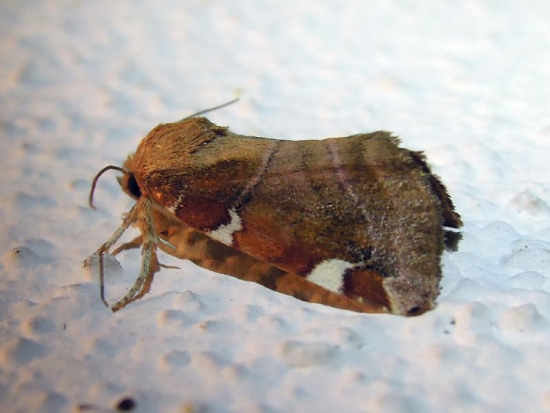 Cosmia diffinis (Noctuidae)
